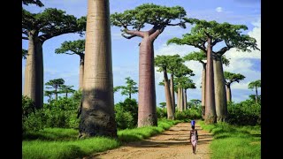 Descubriendo la Magia de la Flor de Baobab Belleza Efímera FlordeBaobab NaturalezaExótica [upl. by Reeba374]