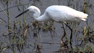 Little Egret  Bird Call  Bird Song [upl. by Aldwon775]