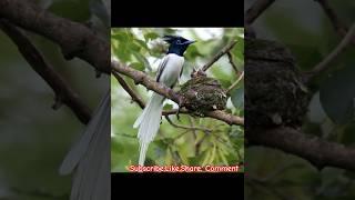 Paradise Flycatcher viralshorts trending shorts short nature travel wildlife amazing birds [upl. by Sayres]