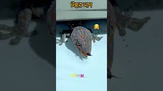 টক্কর সাপ Gekko facts shortsfeed youtubeshorts [upl. by Drannek]