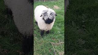 Valais blacknose Sheep [upl. by Cristiano]