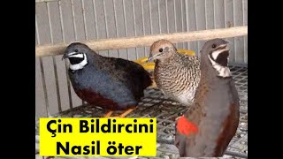 Çin Bıldırcını Ötüşü  Chinese quail singing [upl. by Latia]