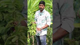 Lakshmana Phalam Plants  Cancer Fruit  Soursop Plants  Kadiyam Abbai  Shorts  238 [upl. by Icam]