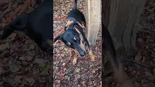 Deutscher Pinscher Amelie training outside [upl. by Laerdna]