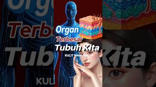 Organ terbesar tubuh kita shorts faktaunik youtubeshorts kulit tubuh infomenarik [upl. by Oznole514]