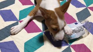 バセンジーの子犬（満２か月）がやってきた！Basenji came [upl. by Masuh541]