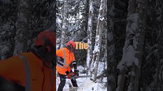 Best Way To Cut a Tree Down With a Chainsaw [upl. by Anohr]