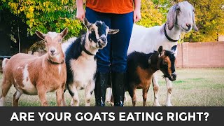 A Simple Guide to Feeding amp Caring for Goats  meet our goats [upl. by Thorner]