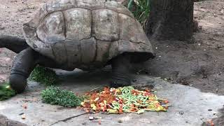 400 years tortoise at Nehru zoological park [upl. by Jehial707]