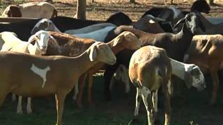 Criação de carneiros cresce em uma fazenda do sul do estado [upl. by Finnegan]