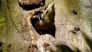 Great Spotted Woodpecker or Greater Spotted Woodpecker Juvenile Dendrocopos major  4 [upl. by Aicemak12]