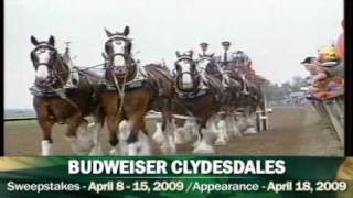 Budweiser Clydesdales at Keeneland [upl. by Egidio]