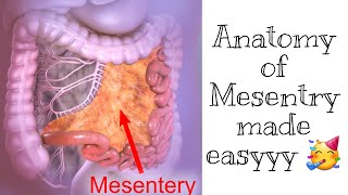 Mesentry Anatomy  Easiest most explanation [upl. by Piper]