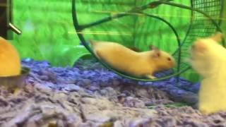 Hamster Has Epic Fail on Running Wheel [upl. by Mis]