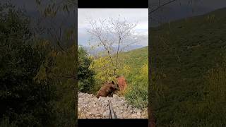 великолепный кадр кабана hunting chasse wildboar охота дикий кабан [upl. by Lliw336]