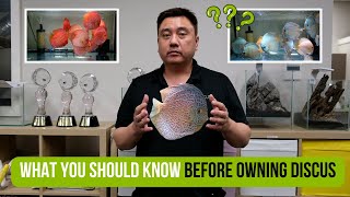 What you should know before owning Discus  A beginners guide to Discus [upl. by Horter]