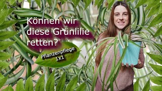 Chlorophytum comosum die Grünlilie  Pflanzenpflege 1x1 [upl. by Eenel337]