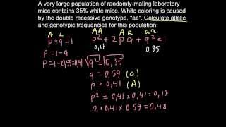 Hardy weinberg formula and mice population [upl. by Biagio]