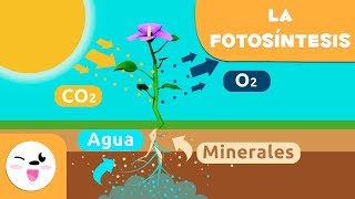 La fotosíntesis de las plantas  Ciencias naturales para niños [upl. by Esnofla]