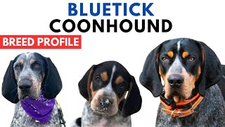 Bluetick Coonhound Breed Profile History  Price  Traits  Coonhound Grooming Needs  Lifespan [upl. by Goar]