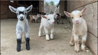 24 Curious goat kids [upl. by Ylagam176]