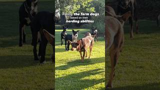 Rating the farm dogs and their herding abilities 🐶 herdingdog kelpie heeler jackrussell [upl. by Anwadal]