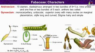 Fabaceae Family FeaturesMorphological and Floral Characteristics of Fabaceae [upl. by Ieso900]