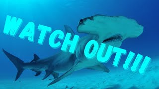 5 Animal Facts  Hammerhead Shark Facts  Say What [upl. by Katherina]