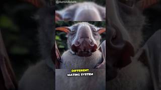 A hammer faced bat animals animalsfacts [upl. by Valeta]