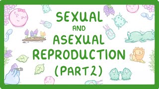 GCSE Biology  Pros and Cons of Sexual and Asexual Reproduction Part 2 72 [upl. by Cordier]