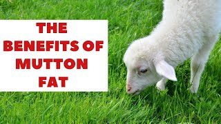 Fat from Sheep or Mutton Fat  Benefits and How It Differs from Pork Fat [upl. by Jelene]