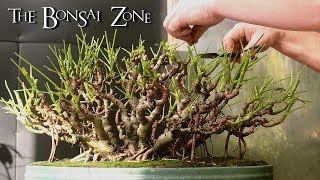 Creating a Schefflera Banyan Style Bonsai Nov 2017 [upl. by Lednik]