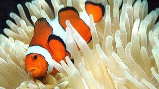 Sebae Anemone Hosting Clownfish [upl. by Fionnula223]