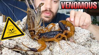 What happens when you feed VENOMOUS SCORPIONS FAST TAKEDOWNS [upl. by Edita]