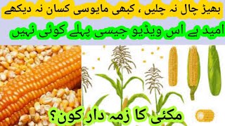 زراعت زبوں حالی کا شکار کیوں؟ punjab Agriculture Agriculture subsidy crop rates [upl. by Gokey]