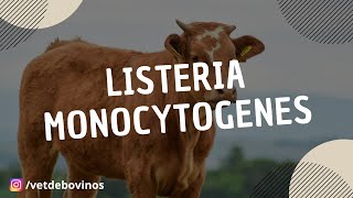 Listeria monocytogenes 061 [upl. by Sudnak]