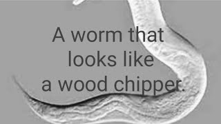 A worm that looks like a wood chipper [upl. by Trilbee]