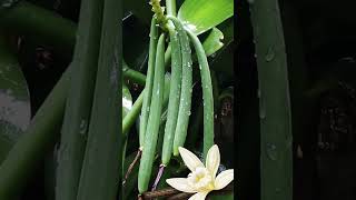 Discover the Vanilla Orchid Natures Flavor Factory [upl. by Naujaj]