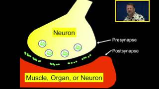 Neurotransmission Introduction [upl. by Lorelei314]