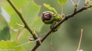 Puss Moth Eggs and Caterpillar [upl. by Woodman]