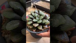 How I keep my haworthia looking sparkly clean 😁 rennyshaworthia [upl. by Schroer409]