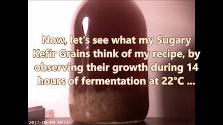 Doms Water Kefir Grains Growth Rate [upl. by Anavlys704]