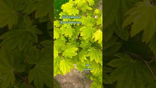 Wild Collected Acer japonicum zengarden japanesemaple northcarolina japan [upl. by Bauske184]