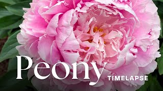 Timelapse Watch PaeonyPeony Flowers Bloom [upl. by Annerb]