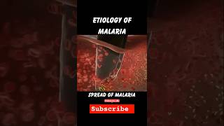 Etiology of malaria 🦟onlineclasses pathology biology viral shorts [upl. by Gardy605]