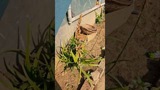 Aloe vera का फूल मिल जाए तो चुपचाप ये काम करे  Aloe vera flower [upl. by Carolus673]