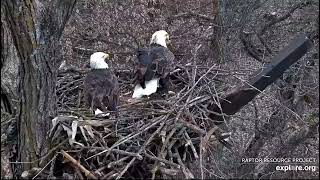 Decorah North Nest 12424 Stick shopping highlights [upl. by Hartwell]