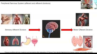 Peripheral Nervous System Afferent and Efferent Divisions just the facts [upl. by Breeze844]