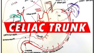 Coeliac Trunk Relation Branches Abdominal Anatomy [upl. by Zellner633]