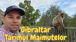 Gibraltar  Taramul maimutelor [upl. by Eibbed]